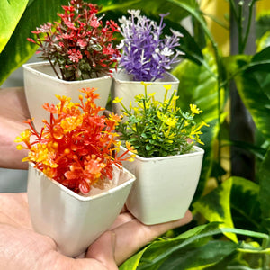 Set of 4 Mini Cute plants - My Store