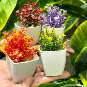 Set of 4 Mini Cute plants - My Store