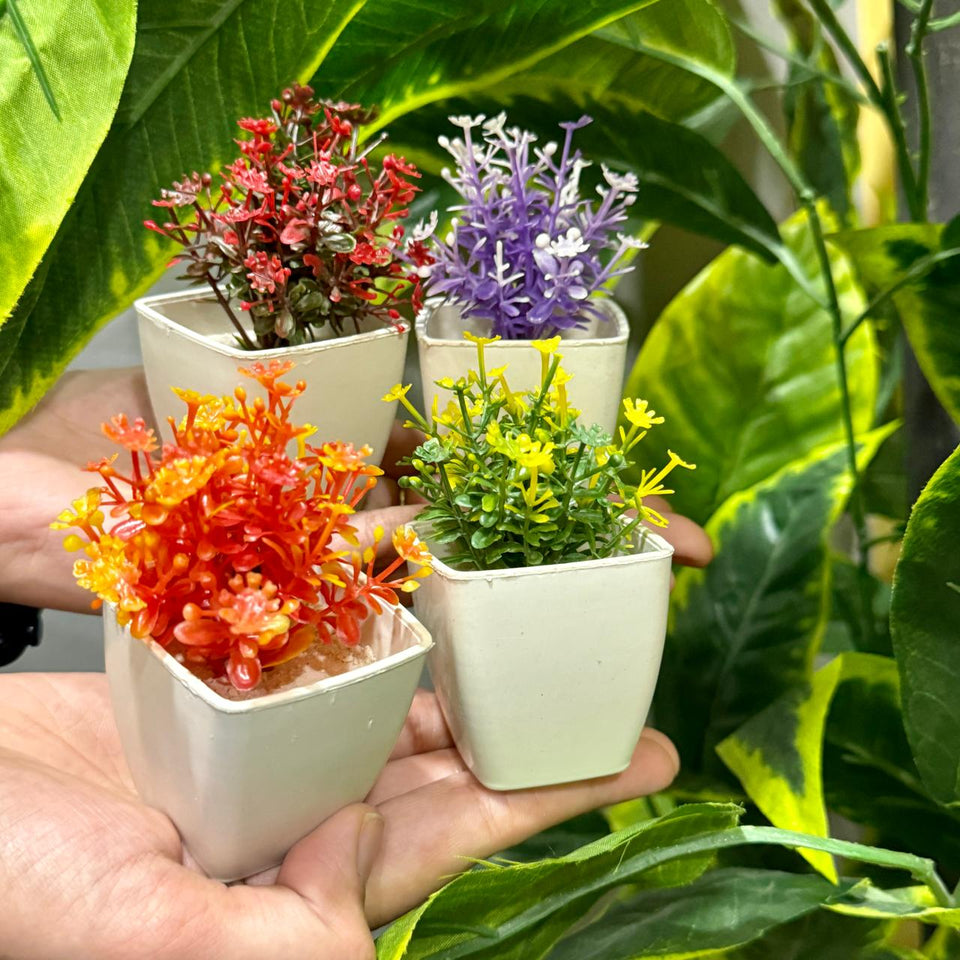 Set of 4 Mini Cute plants - My Store